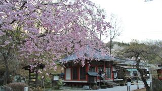 京都の醍醐寺から贈られた醍醐の桜が満開でした