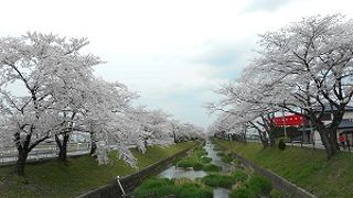 毎年キレイな桜並木です