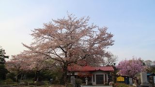 長瀞北桜通り桜並木の近くにあるお寺