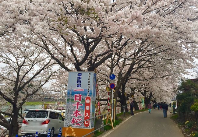2015.4.10～23 みやぎおおがわら 一目千本 桜まつり