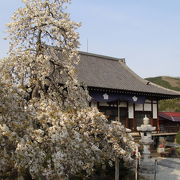 長瀞秋の七草寺・桔梗