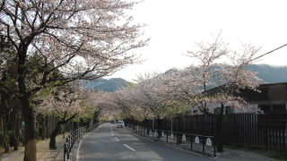 長瀞北桜通り・桜並木