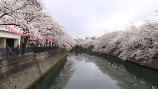 横浜の桜の名所