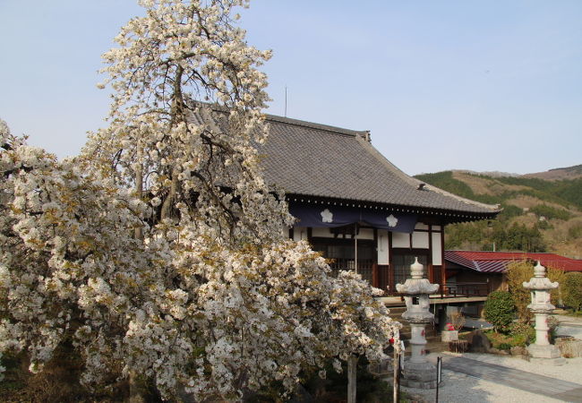 長瀞秋の七草寺・桔梗