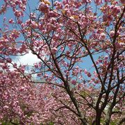 八重桜も満開