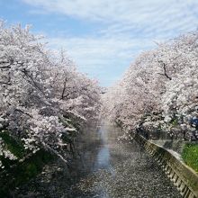 散りゆく花びらと空