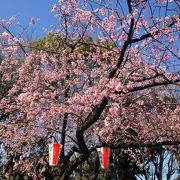 東京の桜の名所の一つ!!