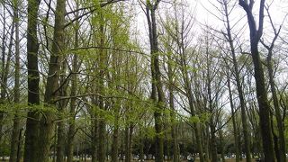 都内の広々とした公園