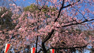 東京の桜の名所の一つ!!