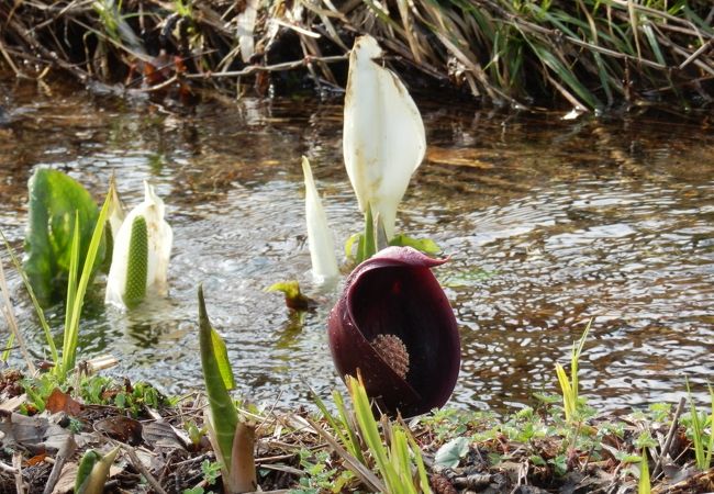 水芭蕉の群生地