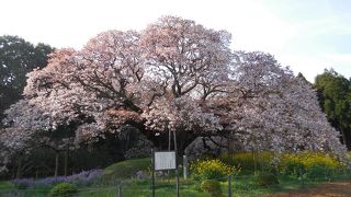 見ごたえのある山桜