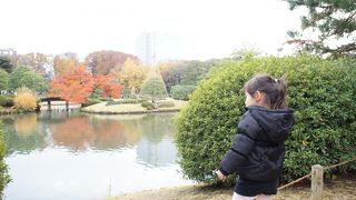 六義園もみじ