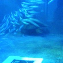 青い水底にゆらめく美しい海の生きものたち。ずっと見ていたい。