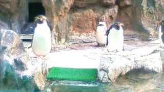 2015年５月10日、88年の歴史を閉じる松島の象徴のひとつ。