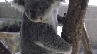 草食動物が充実しています