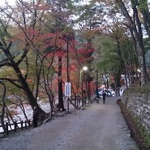 これから紅葉ぐらい