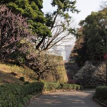 梅林坂の上から