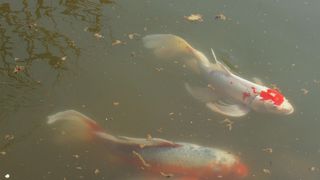 珍しいヒレナガニシキゴイのいる二の丸庭園！！