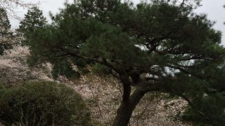 4月は桜が見頃