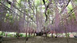 大迫力の樹齢150年の大藤