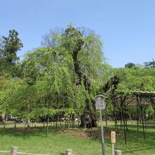 御所桜は葉桜に…