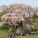 三春滝桜