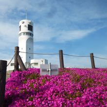 部分的な芝桜も近寄るとここだけ満開。