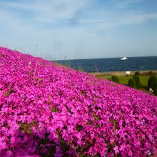 ピンクの絨毯の向うには東京湾。