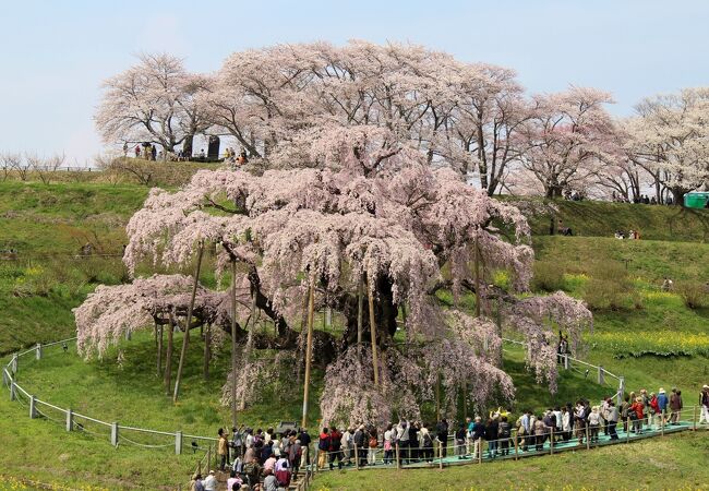 三春滝桜