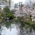 見事な桜で公園は埋まっていました