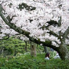 公園内桜で染まっていました