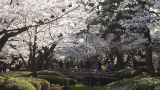 昼も夜も美しい庭園