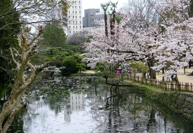見事な桜で公園は埋まっていました