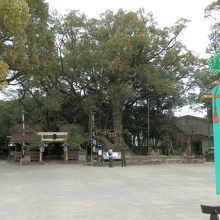 「神楠」です。