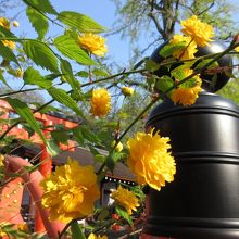 山吹が咲き始めたようです