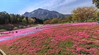 4月中旬から5分咲き