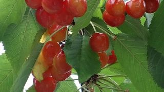 ここで食べ始め食べ終わり