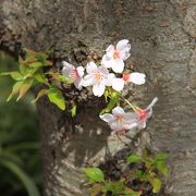 兵庫県西宮市　観光　「マリナパークの桜」