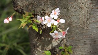 兵庫県西宮市　観光　「マリナパークの桜」