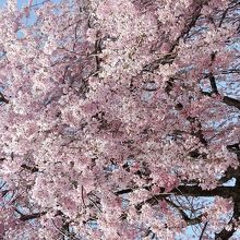 今の季節は桜並木が綺麗です！