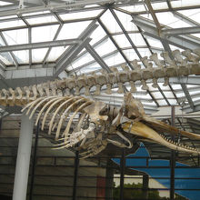 大阪市立自然史博物館