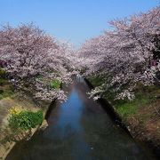 海老川沿いの桜