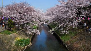 海老川沿いの桜
