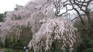 広い園内は静かな雰囲気で、心癒される空間です！