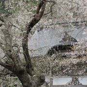4/12 九重桜は満開でした ♪