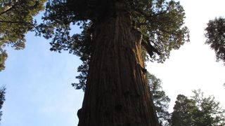 世界一巨大な木