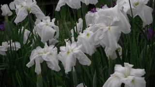 今年は青梅の花菖蒲を見に来ました
