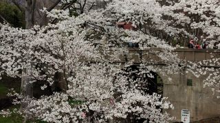 桜はきれいですが、屋台が多すぎます。