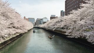 和船から桜見物