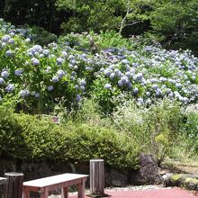 日本庭園の紫陽花